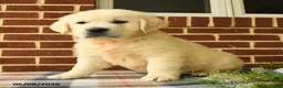 Golden Retriever dogs for sale: Patrick - Ad 1