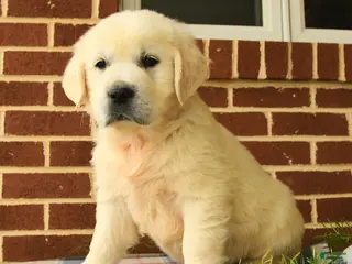 Golden Retriever dogs for sale: Patrick - Ad 4