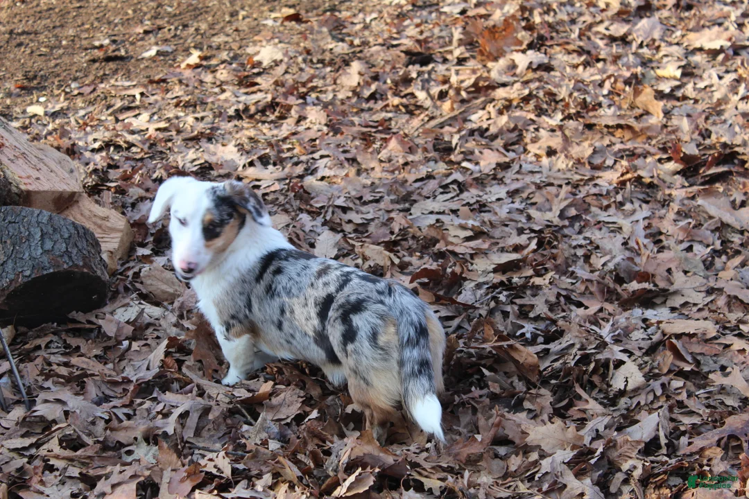 Mixed Breed dogs for sale: Mixed Breed Puppy 2 - Ad 2