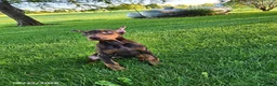 Doberman Pinscher dogs for sale: Gus - Ad 4