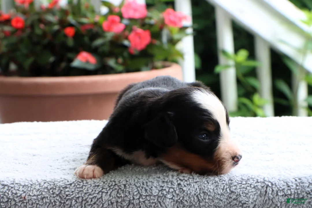 Bernese Mountain Dog dogs for sale: Kiara - Ad 2