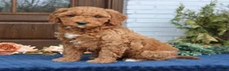 Mini Goldendoodle dogs for sale: Brooklyn  - Ad 4
