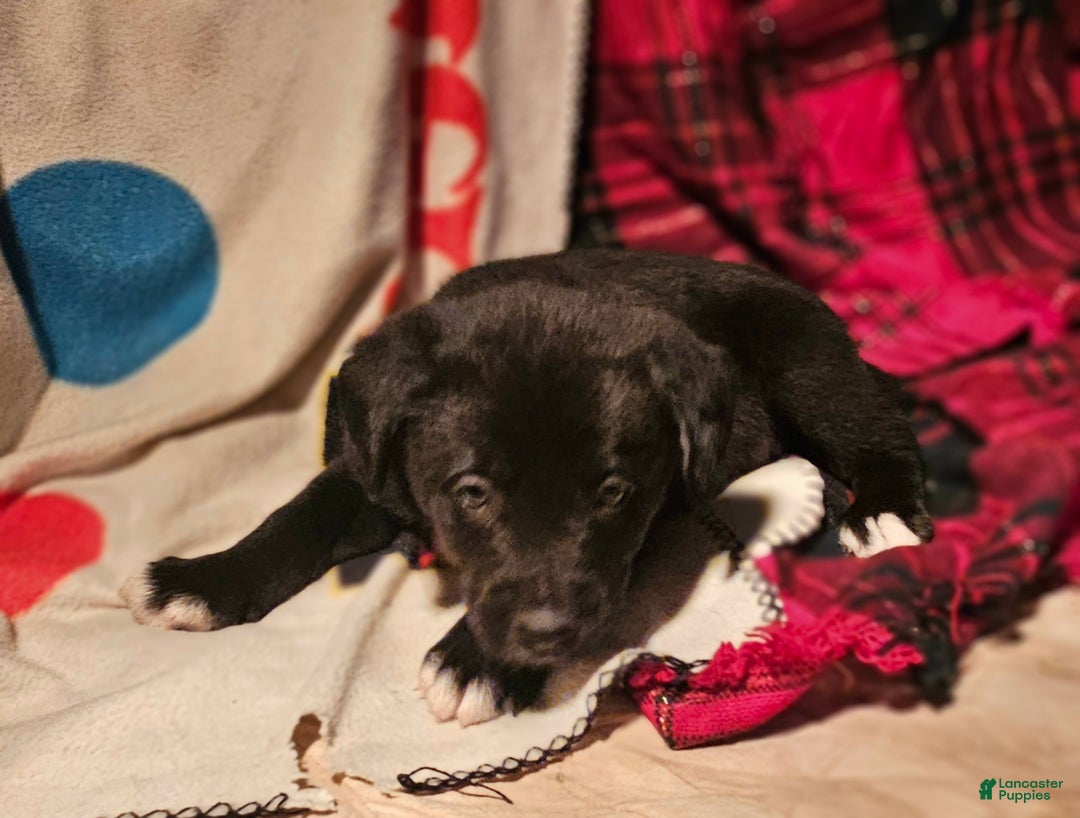 Border Collie dogs for sale: Joker - Ad 2