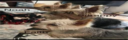 Yorkshire Terrier dogs for sale: Payton - Ad 80