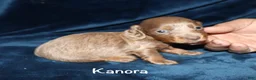 Miniature Dachshund dogs for sale: Kanora - Ad 3