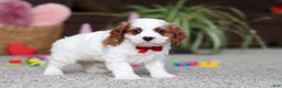 Cavapoo dogs for sale: Lucas - Ad 4