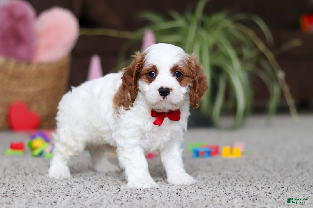 Cavapoo dogs for sale: Lucas - Ad 4