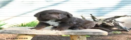 Mixed Breed dogs for sale: Sage - Ad 4