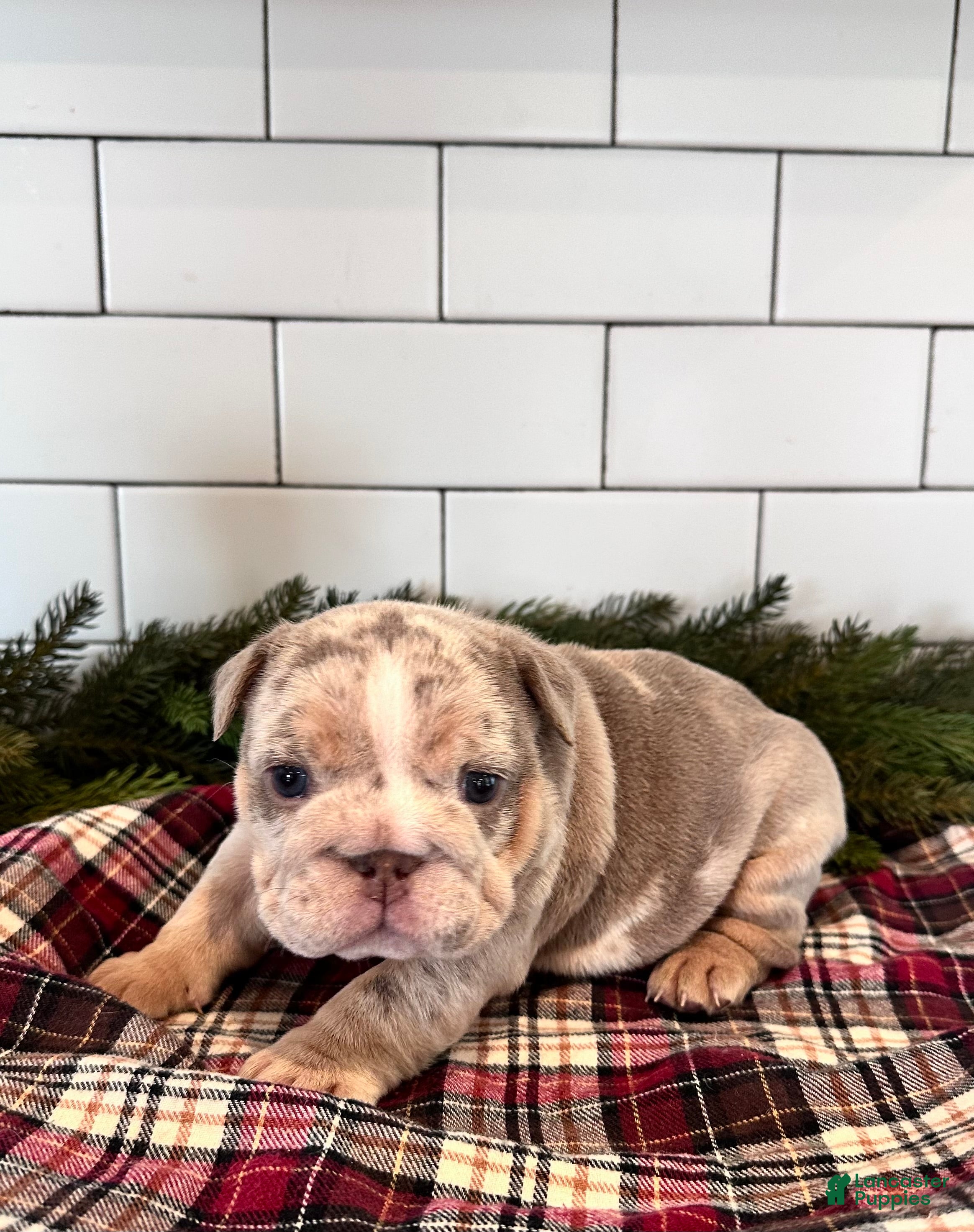 English Bulldog dogs Greta - Ad 29