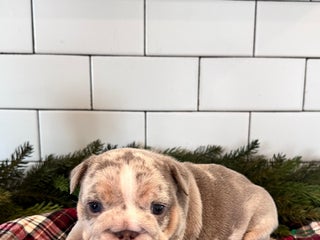 English Bulldog dogs Greta - Ad 34