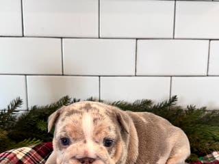 English Bulldog dogs for sale: Greta - Ad 1