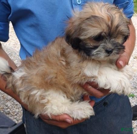 Shih Tzu dogs Shih Tzu Johnny  - Ad 15