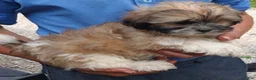 Shih Tzu dogs for sale: Shih Tzu Johnny  - Ad 1