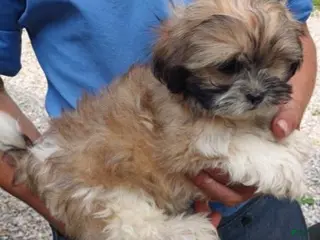 Shih Tzu dogs Shih Tzu Johnny - Ad 15