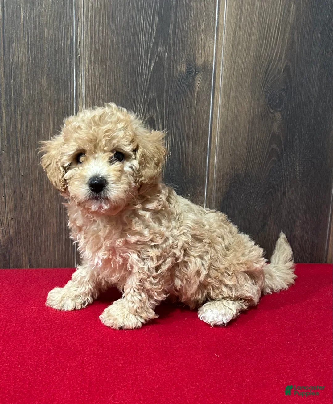 Bichpoo dogs for sale: Faith - Ad 3
