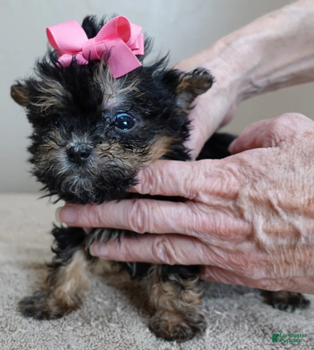 Maltipoo dogs for sale: 1 lb miracle - Ad 12