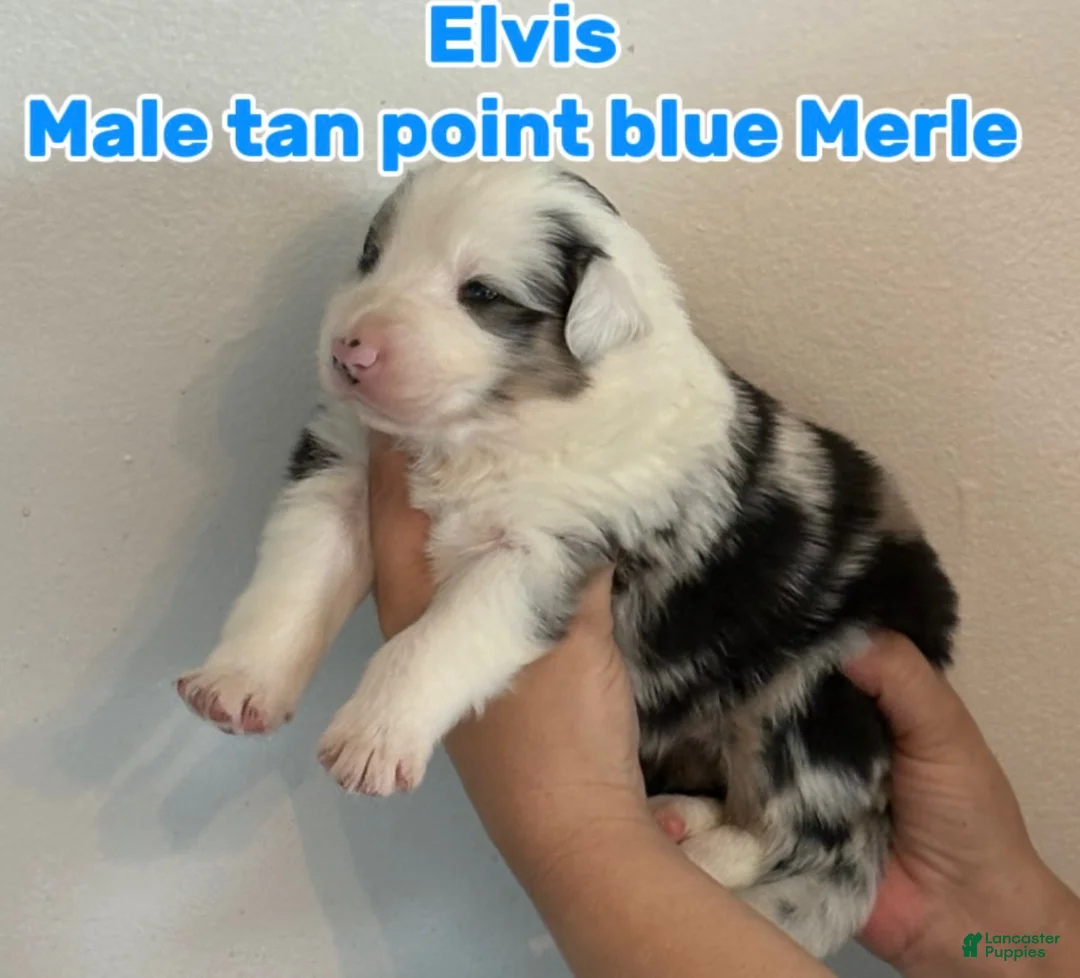 Australian Shepherd dogs for sale: Australian Shepherd Puppy 3 - Ad 1