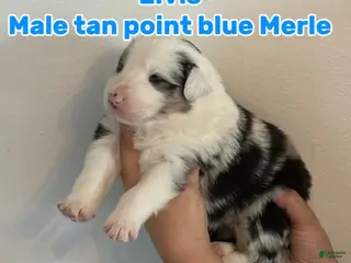 Australian Shepherd dogs Australian Shepherd Puppy 3 - Ad 42