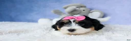 Teddy Bear dogs for sale: TINA - Ad 12