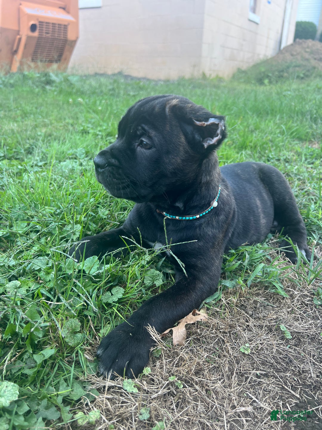 Cane Corso dogs for sale: Curry - Ad 16