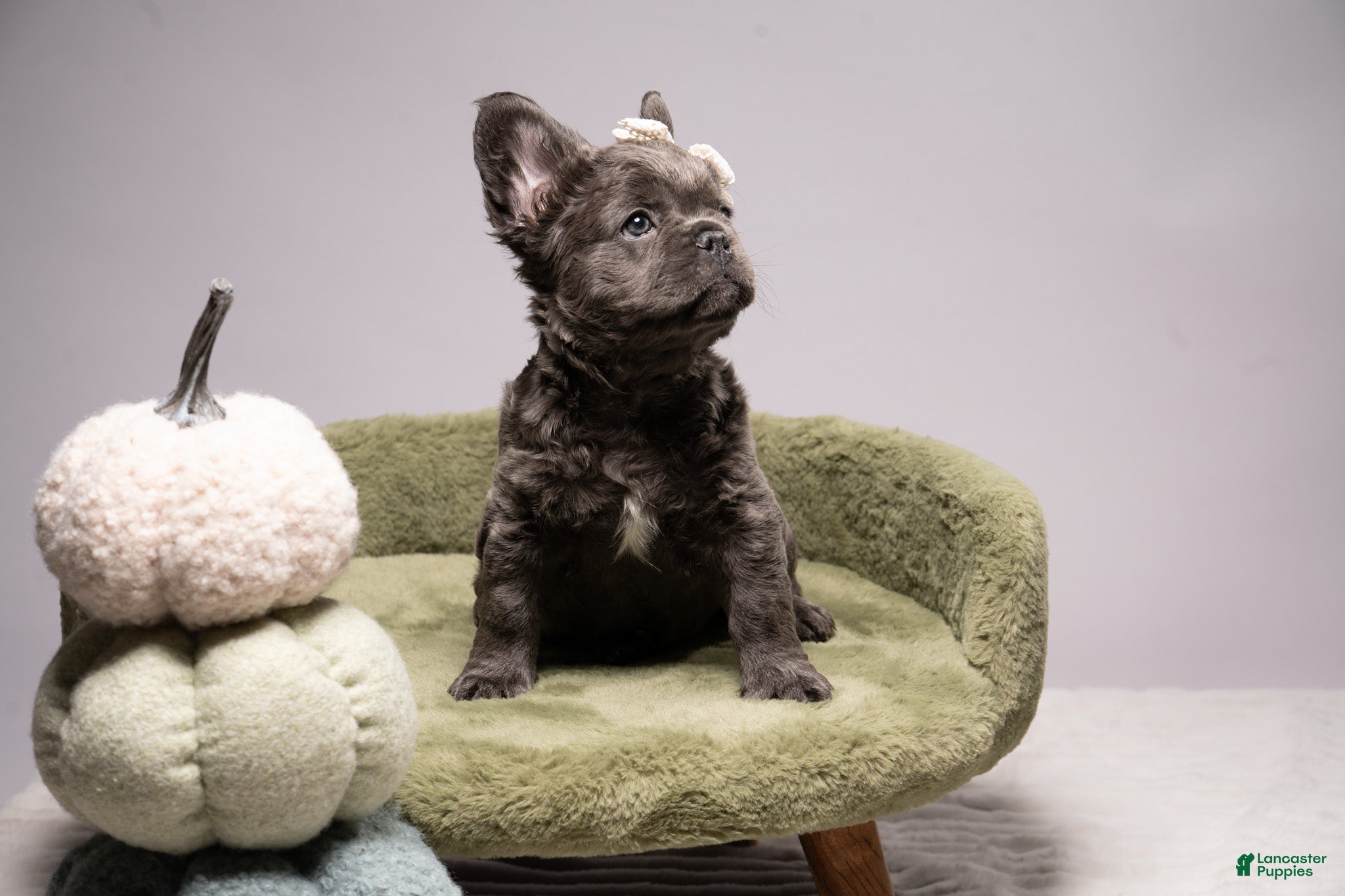 French Bulldog dogs for sale: BLU - Ad 2