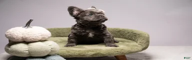 BLU