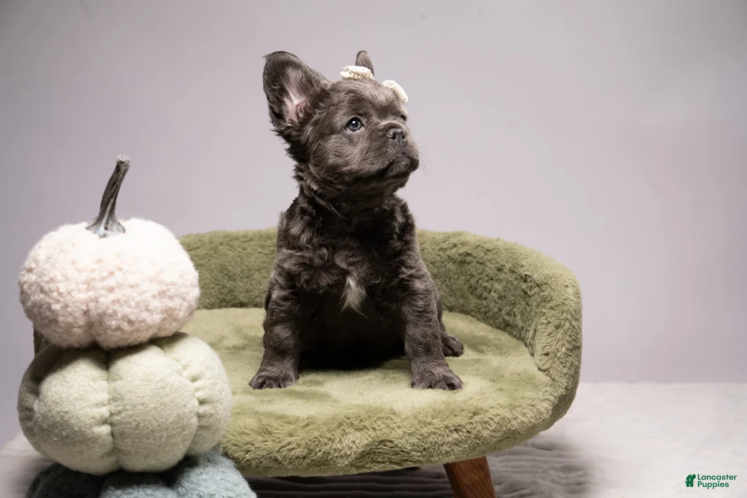 French Bulldog dogs for sale: BLU - Ad 1