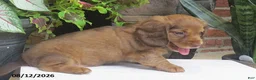 Miniature Dachshund dogs for sale: Jenny - Ad 4