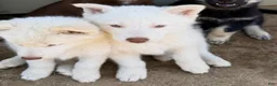 Siberian Husky dogs for sale: Siberian Husky 1 - Ad 3