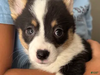 Welsh Corgi Pembroke dogs for sale: Scarlett - Ad 1