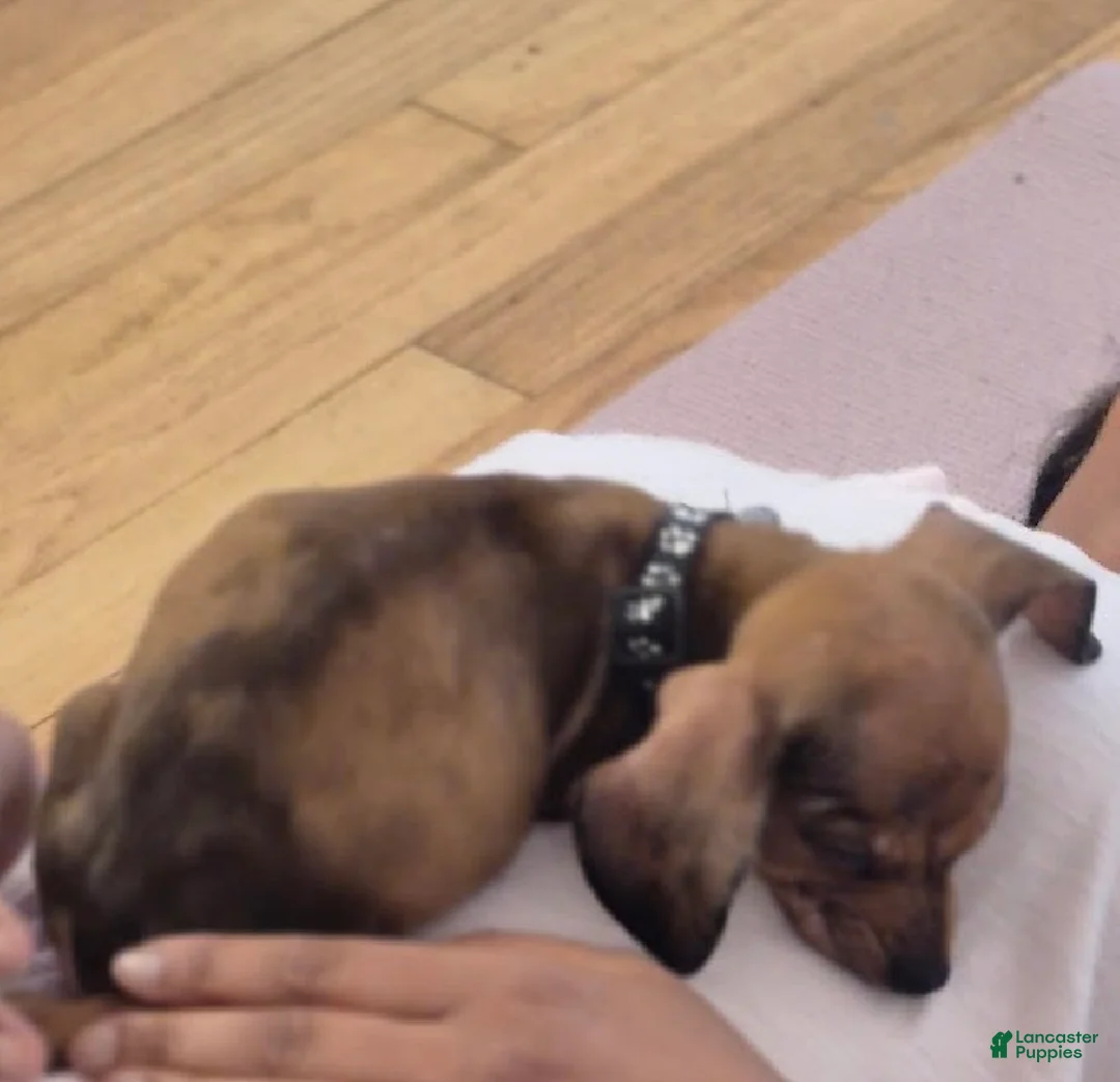 Miniature Dachshund dogs for sale: Miniature Dachshund Puppy 1 - Ad 3