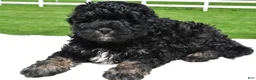 Mixed Breed dogs for sale: Zachery - Ad 6