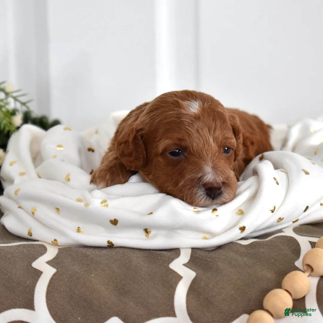 Toy Poodle dogs for sale: Petunia  - Ad 4