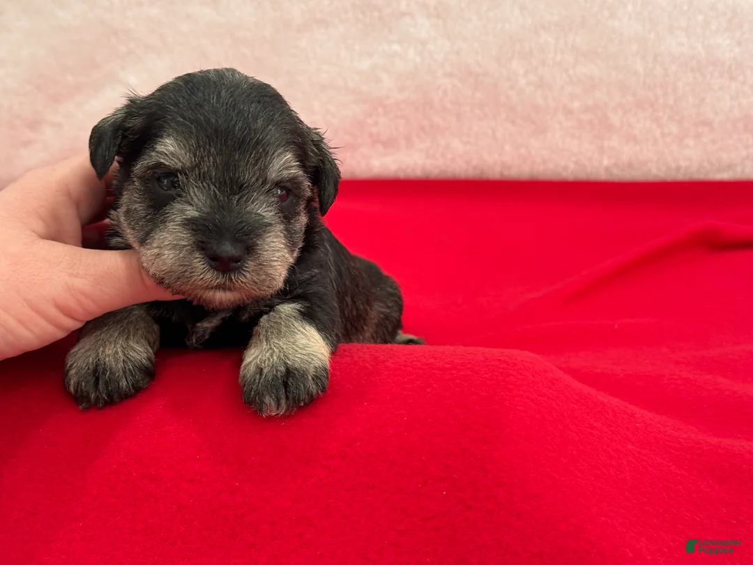 Miniature Schnauzer dogs for sale: Gypsy Male 1 - Ad 1