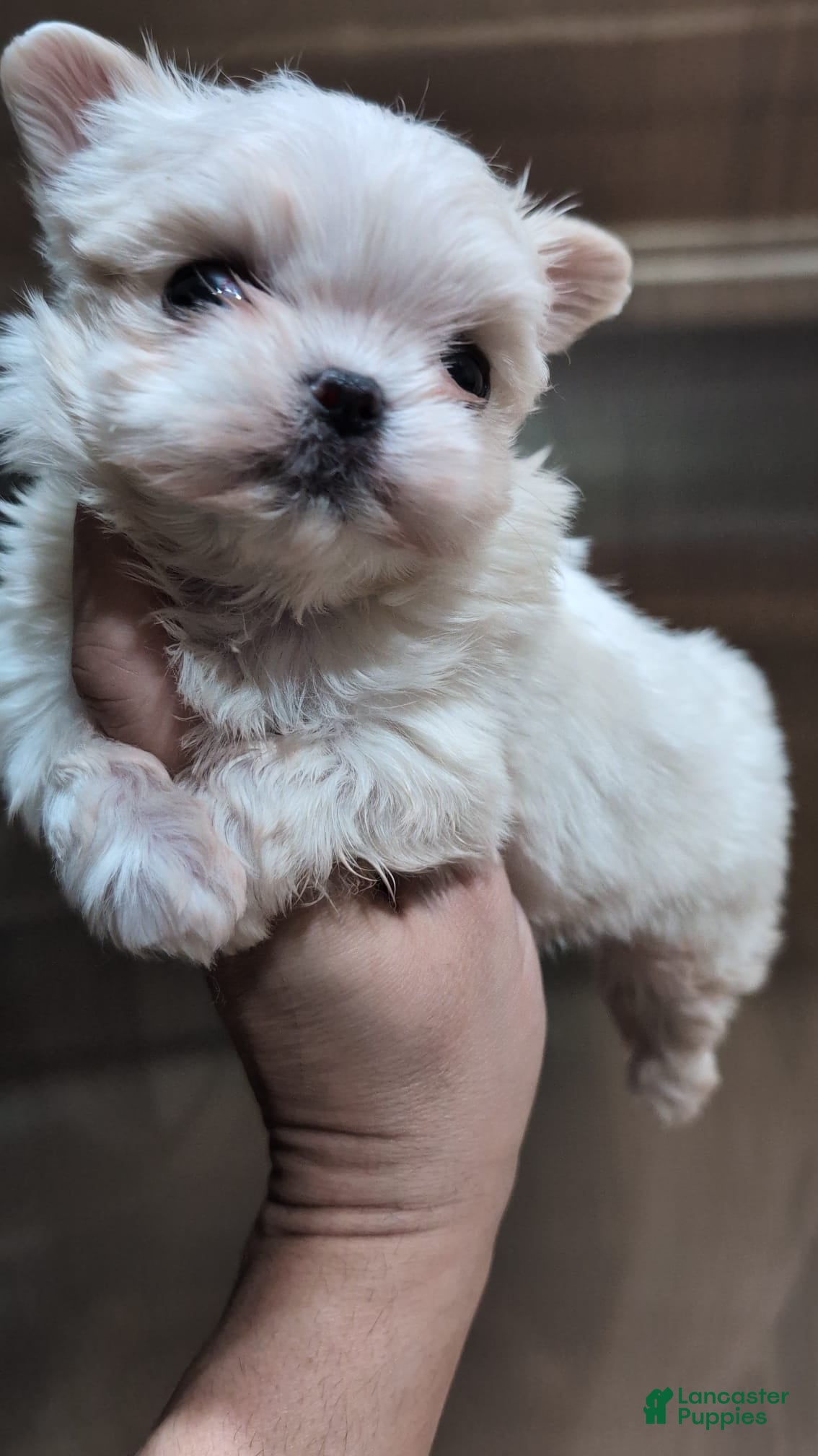 Maltipoo dogs Korean Maltipoo Teacup Male 1 - Ad 1