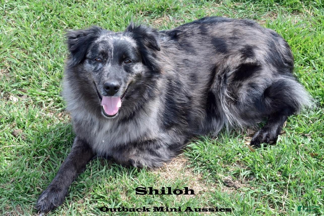 Australian Shepherd dogs Scout - Ad 2