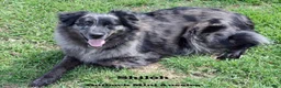 Australian Shepherd dogs for sale: Sloan - Ad 3