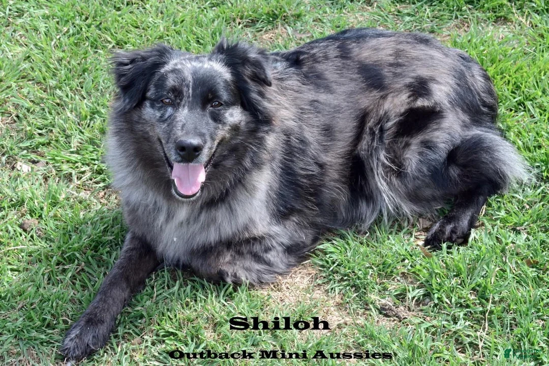 Australian Shepherd dogs for sale: Sloan - Ad 3