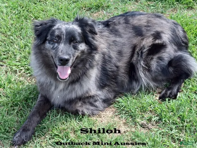 Australian Shepherd dogs for sale: Scout - Ad 2