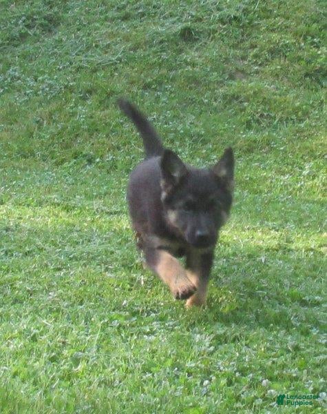 German Shepherd dogs Venus - Ad 2