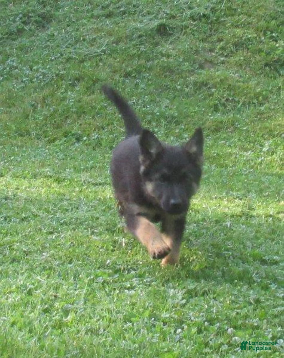 German Shepherd dogs for sale: Venus - Ad 2