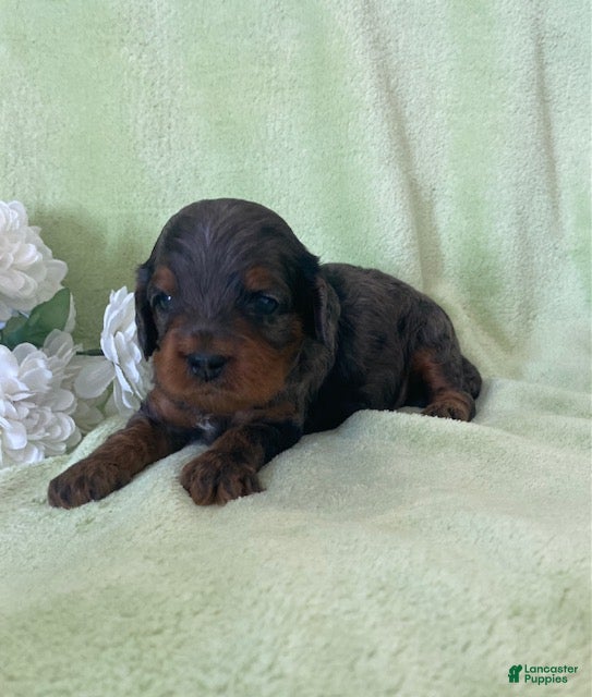 Cavapoo dogs Noah- blue merle - Ad 1
