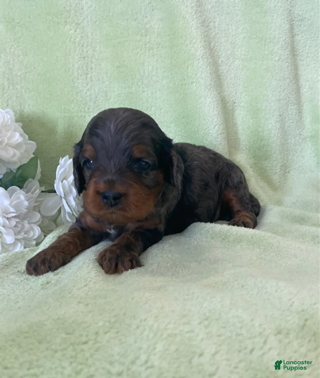 Cavapoo dogs for sale: Noah- blue merle - Ad 1