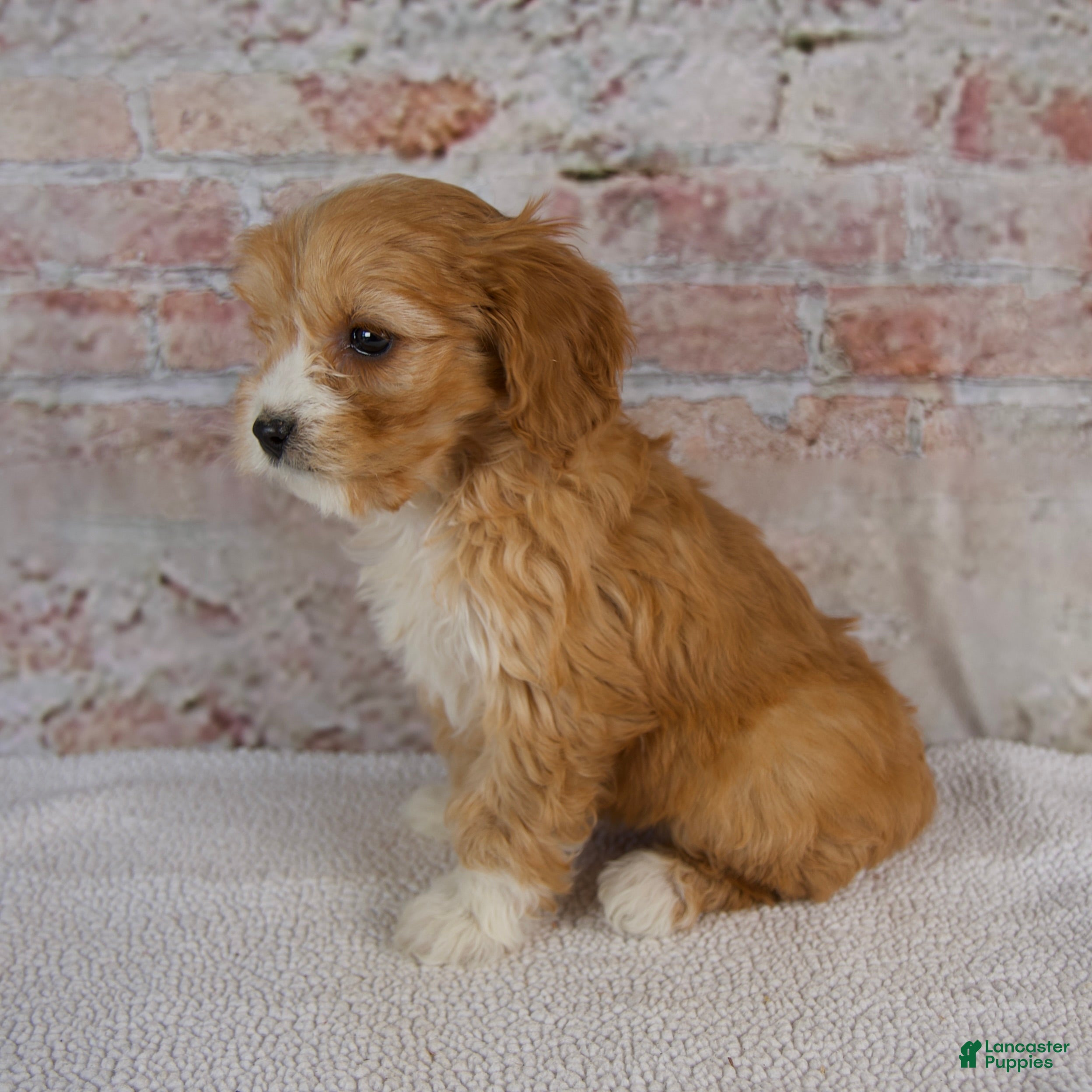 Cavapoo dogs Hope - Ad 2