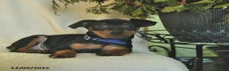 Miniature Pinscher dogs for sale: Pringles  - Ad 4