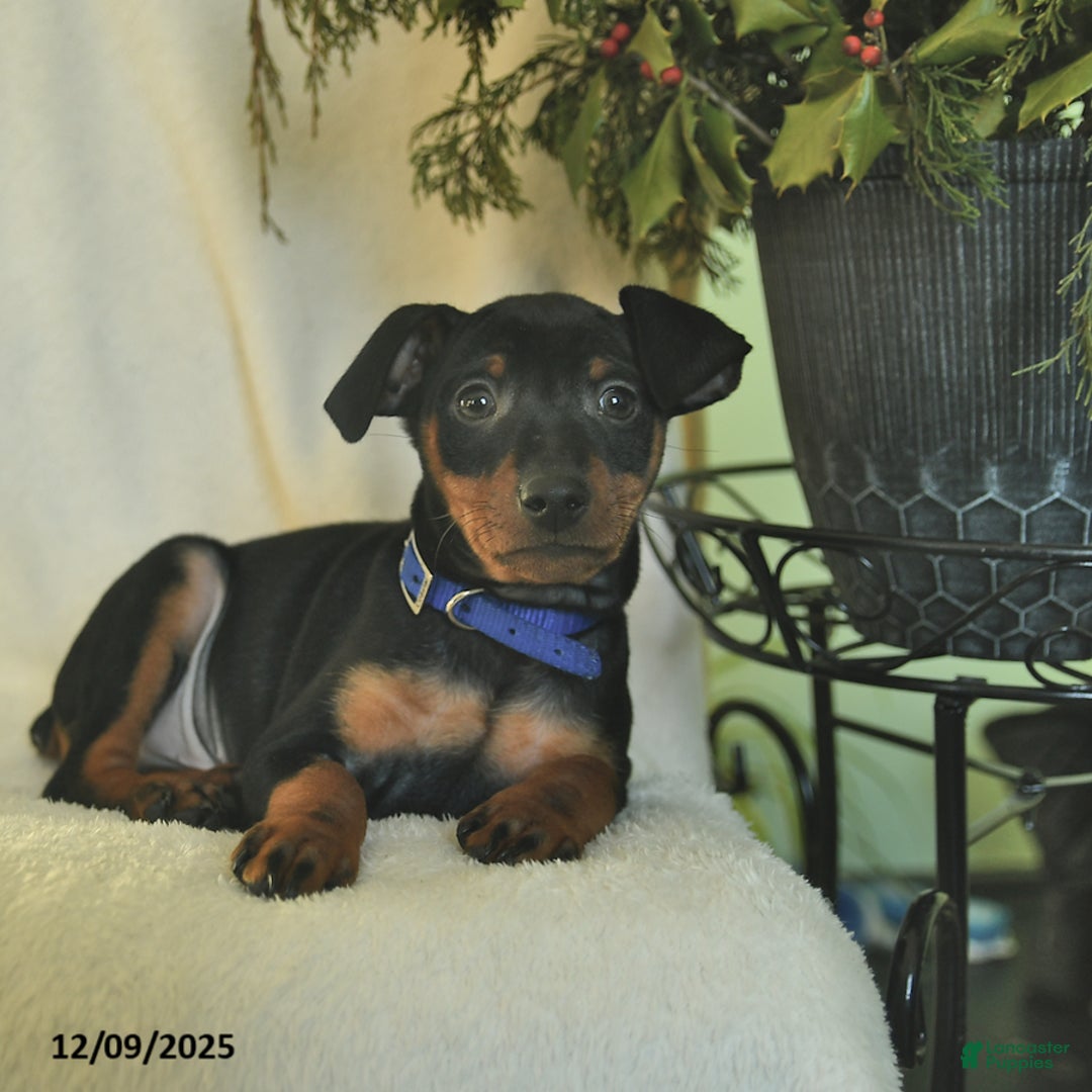 Miniature Pinscher dogs for sale: Pringles  - Ad 4