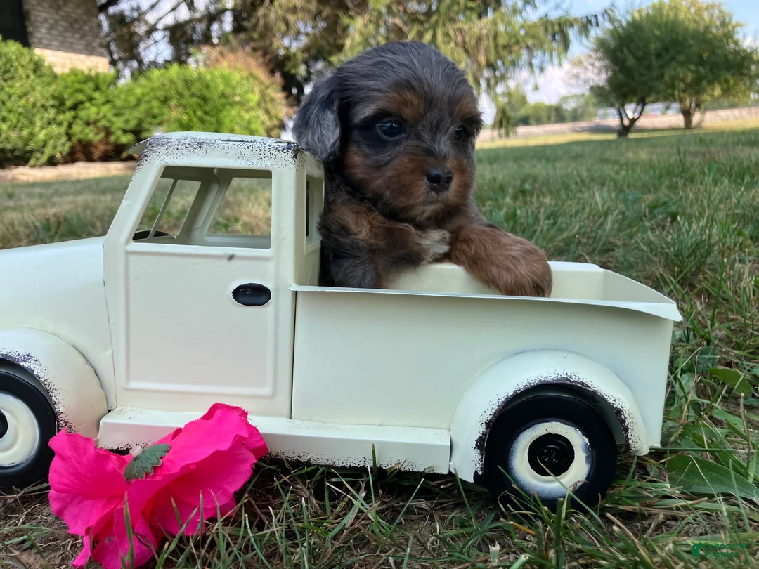 Shihpoo dogs for sale: McKenzie  - Ad 10