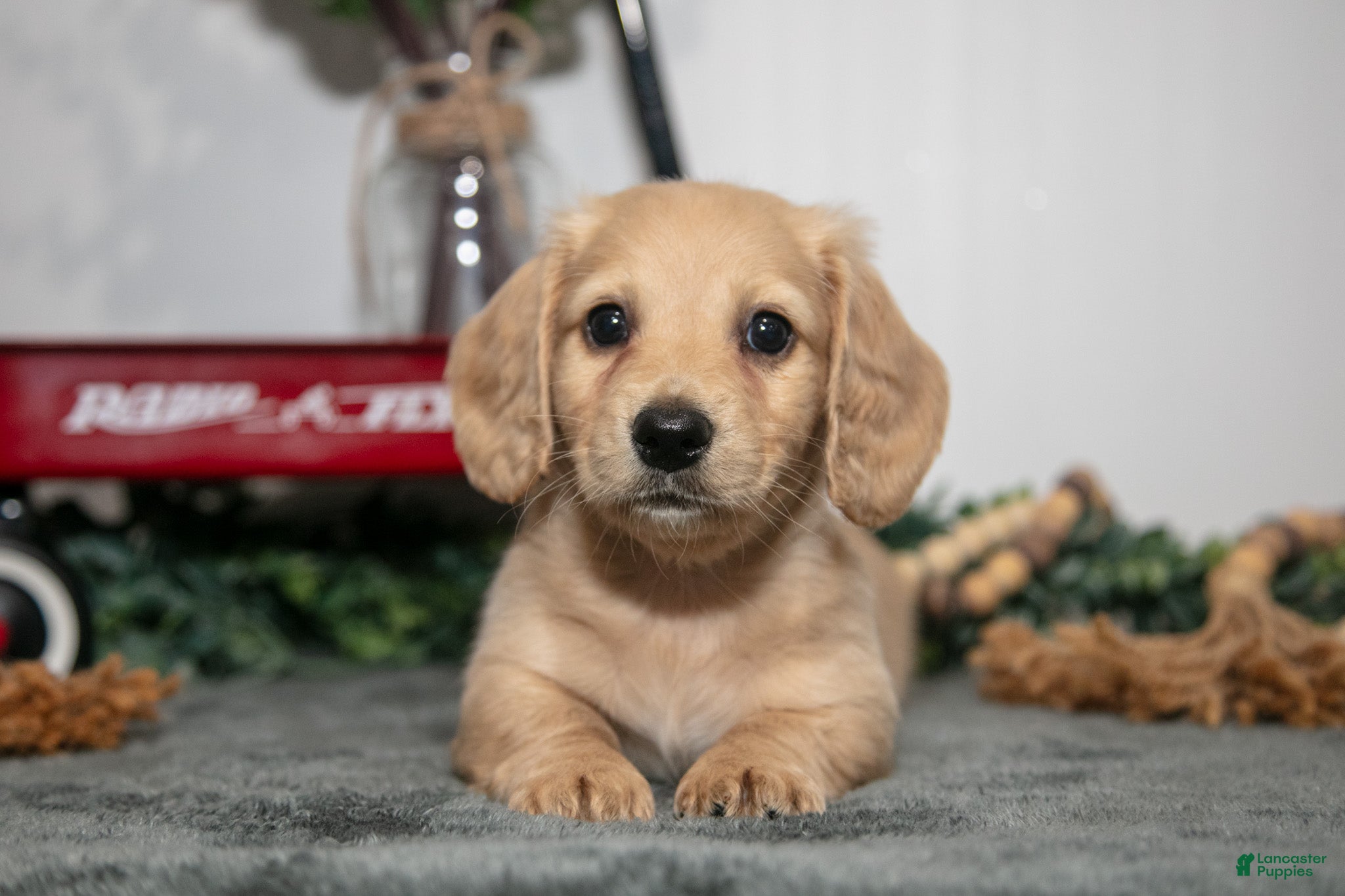 Miniature Dachshund dogs Dumbo - Ad 2
