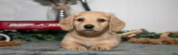 Miniature Dachshund dogs for sale: Dumbo - Ad 2