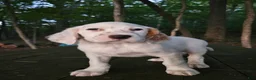 English Setter dogs for sale: Oscar - Ad 4